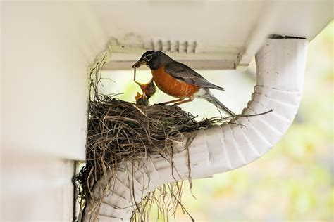 how to prevent birds from nesting around house